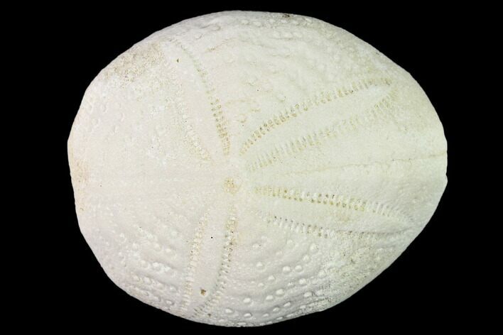 Fossil Sea Urchin (Eupatagus) - Florida #136074